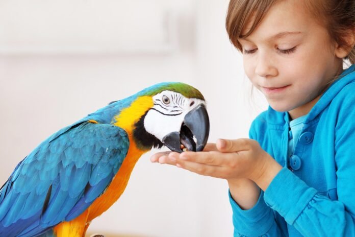 How to Take Care of a Parrot for Beginners