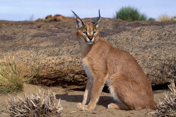 Top 5 African Wild Cats